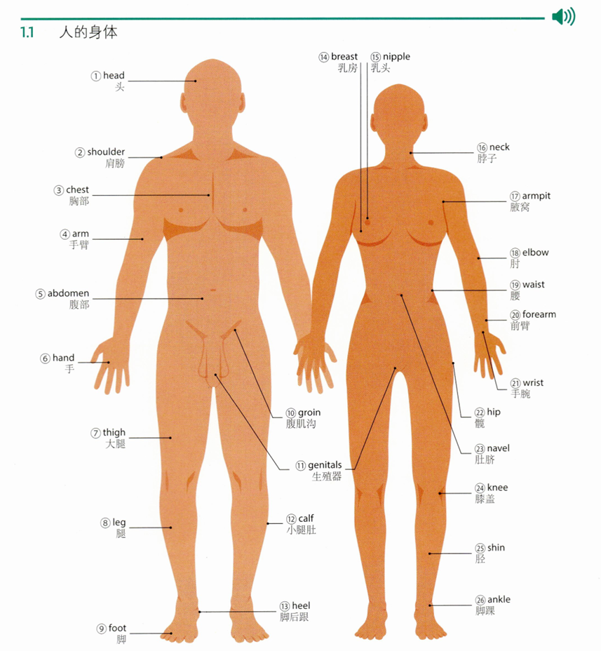 人的身体